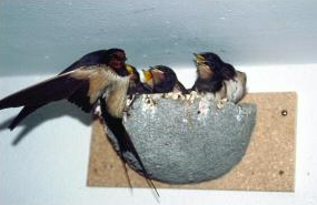Swallow Nest